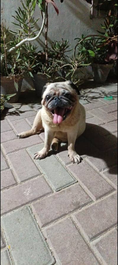 Pug female