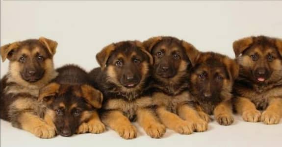 GSD Male Female pupies available