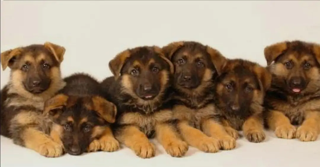 GSD Male Female pupies available