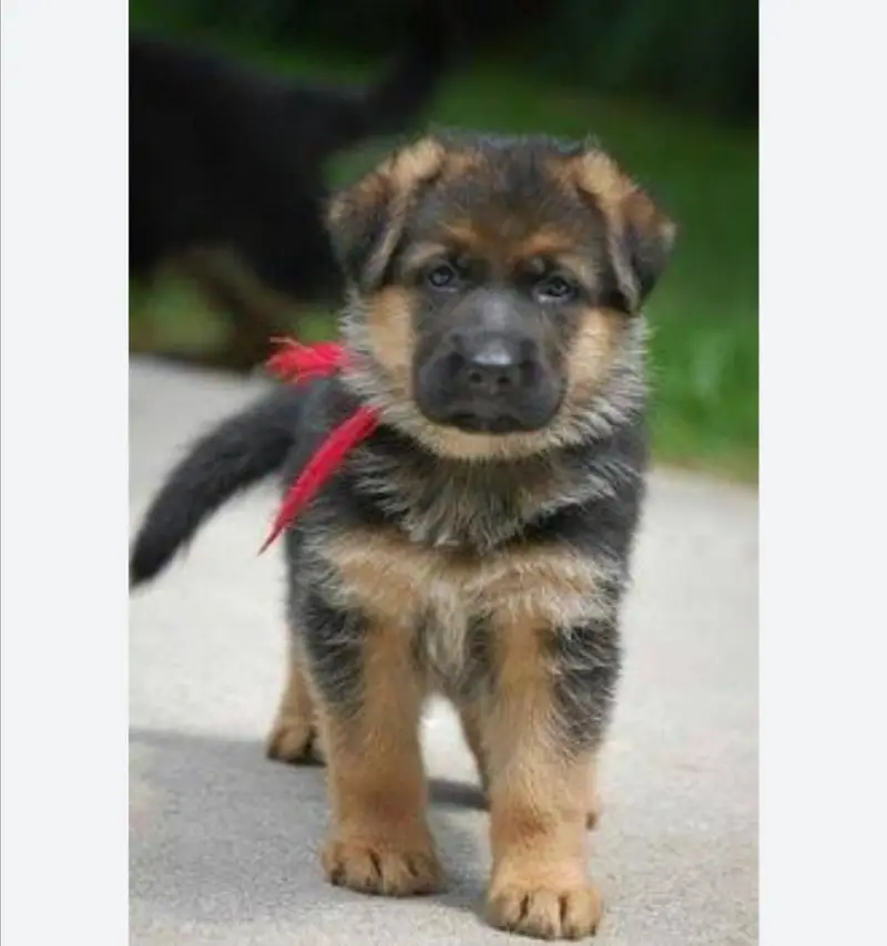 GSD Male Female pupies available — photo 2