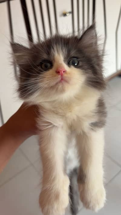 Double coated male persian kitten litter trained on self feed