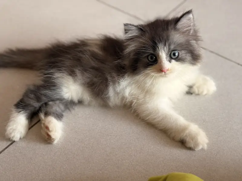 Double coated male persian kitten litter trained on self feed — photo 2