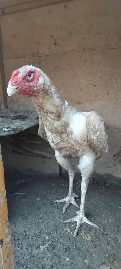 Shamo female full paper white