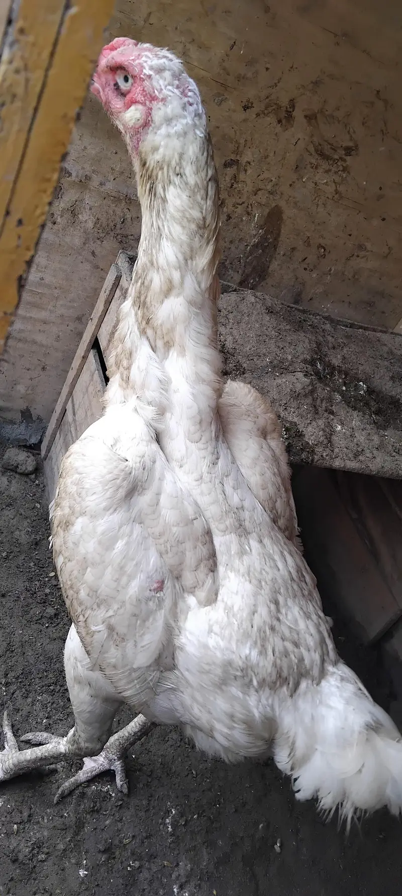 Shamo female full paper white — photo 3