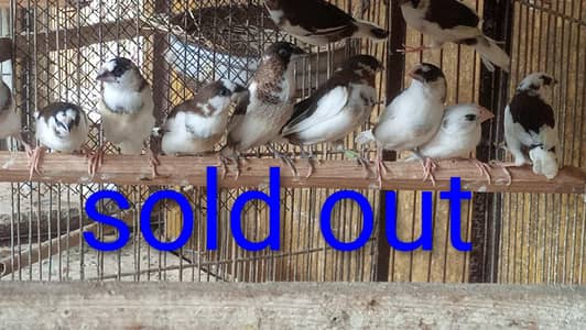 Banglise full pairs SUB AIK SATH DANAY HAIN