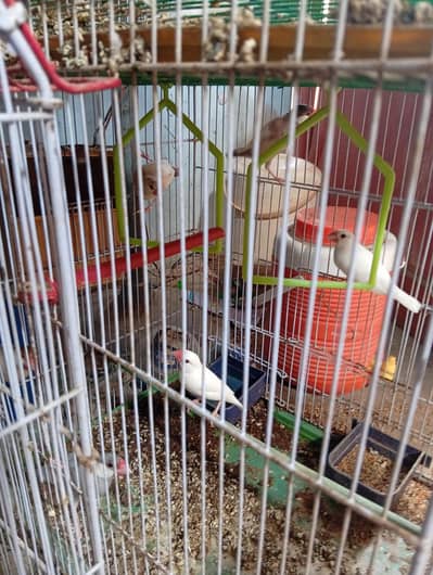 finches and jawa