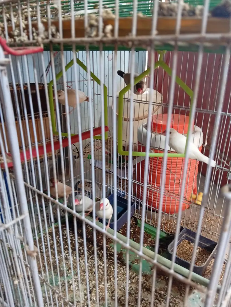 finches and jawa — photo 2