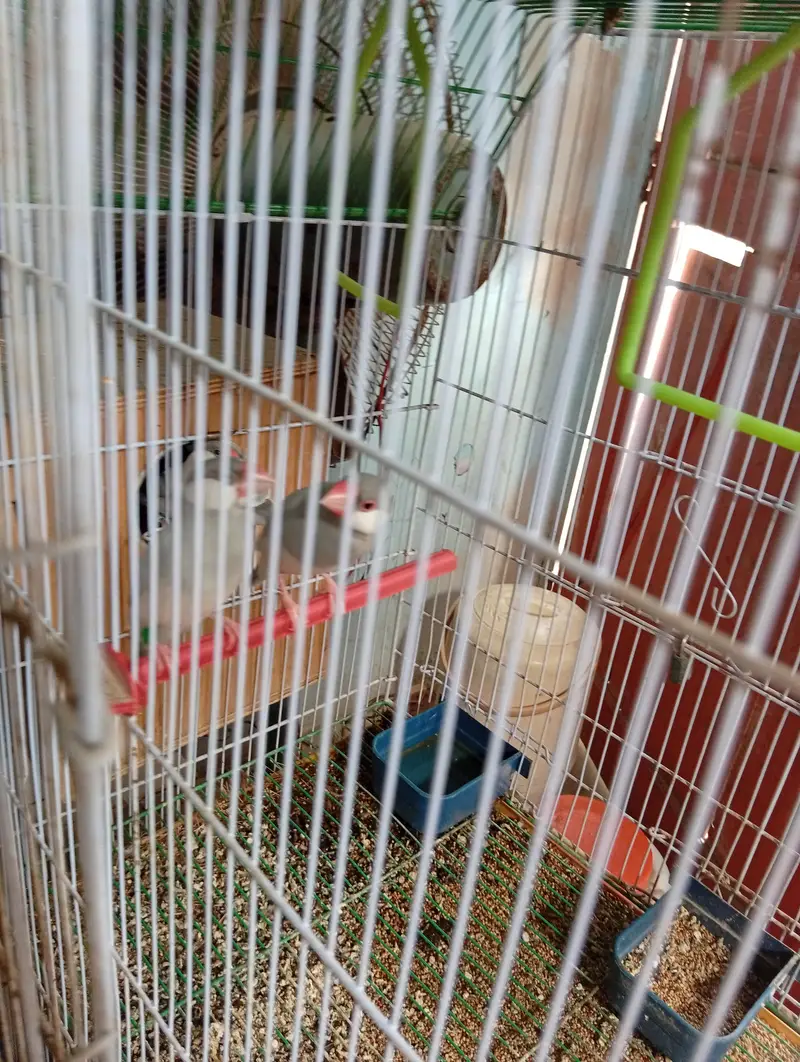 finches and jawa — photo 3