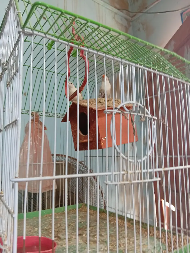 finches and jawa — photo 4