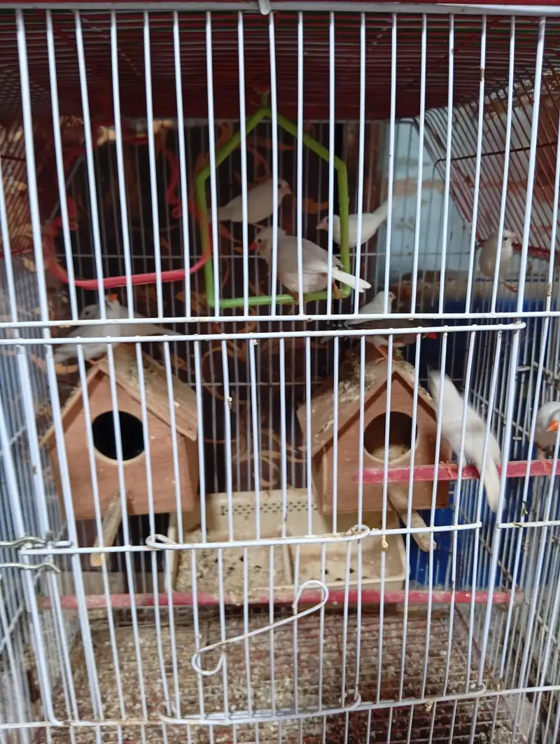 finches and jawa — photo 5
