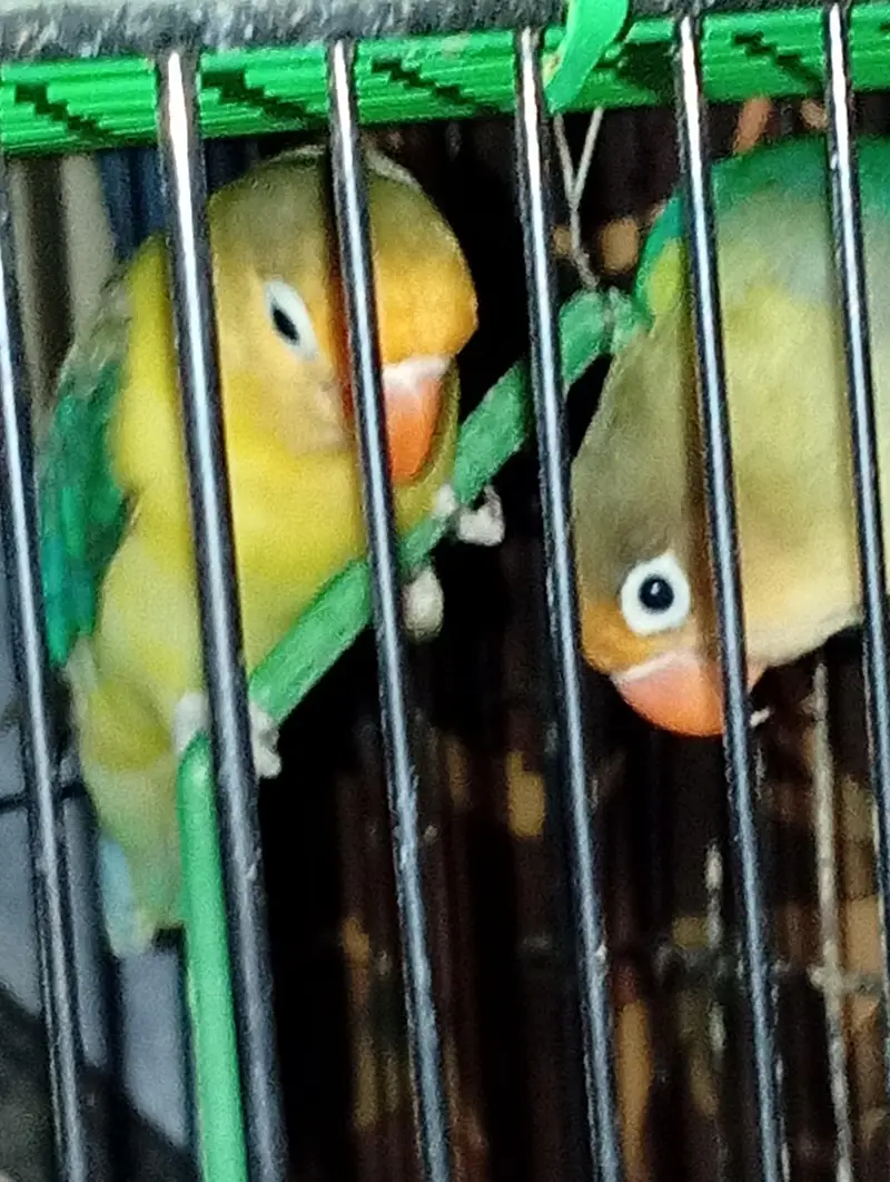 finches and jawa — photo 6