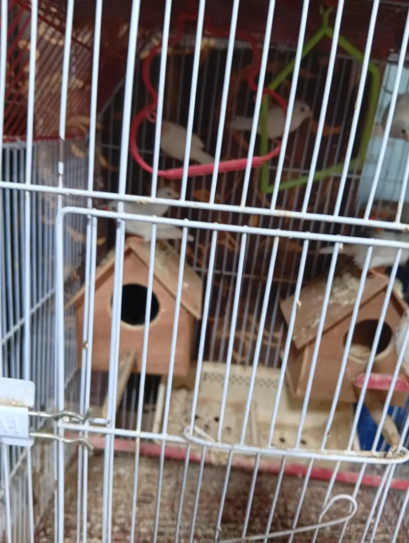 finches and jawa — photo 7