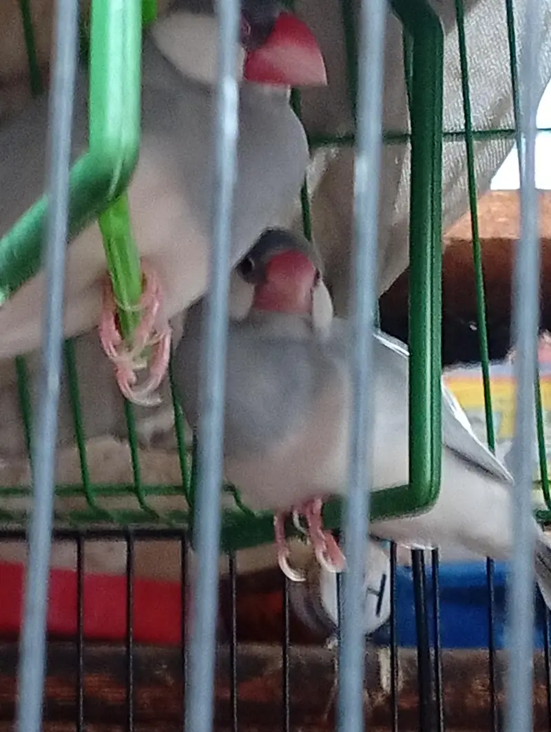 finches and jawa — photo 8