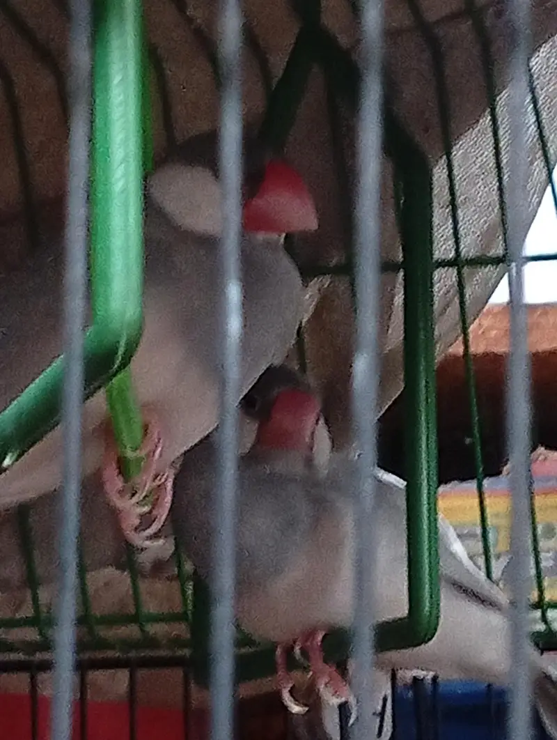 finches and jawa — photo 9
