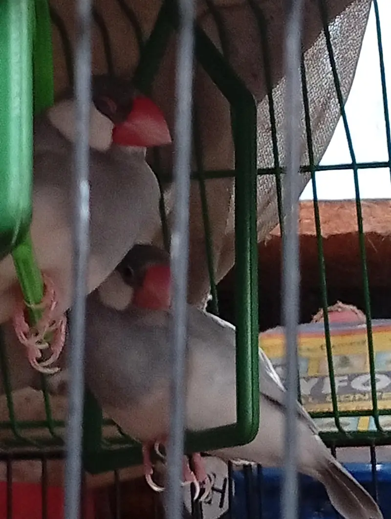 finches and jawa — photo 10