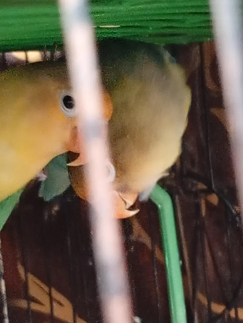 finches and jawa — photo 11