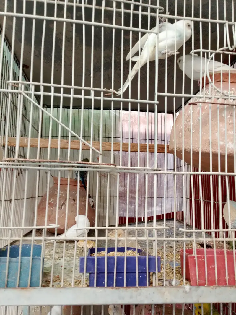 Budie setup for sale with cage