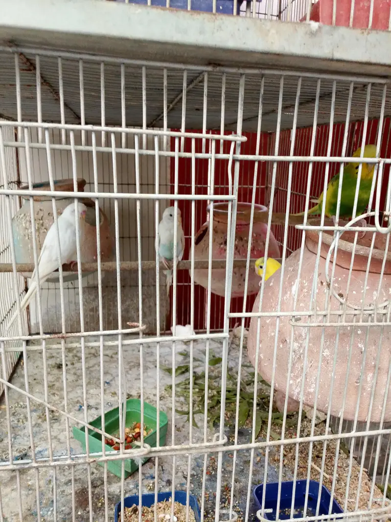 Budie setup for sale with cage — photo 2