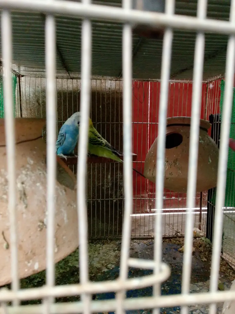 Budie setup for sale with cage — photo 5