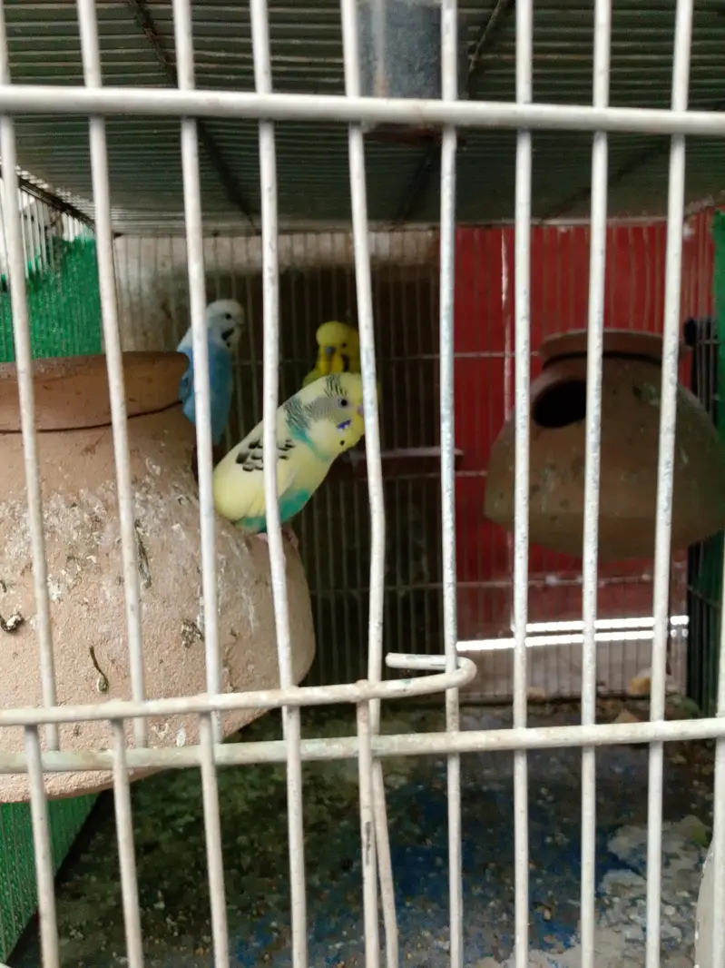 Budie setup for sale with cage — photo 6