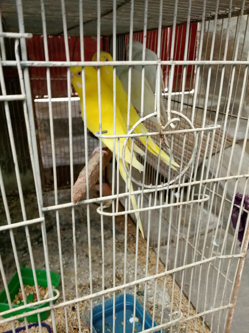 Budie setup for sale with cage — photo 7