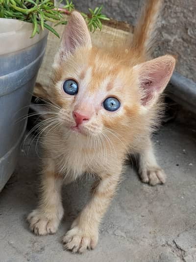 Persian kitten