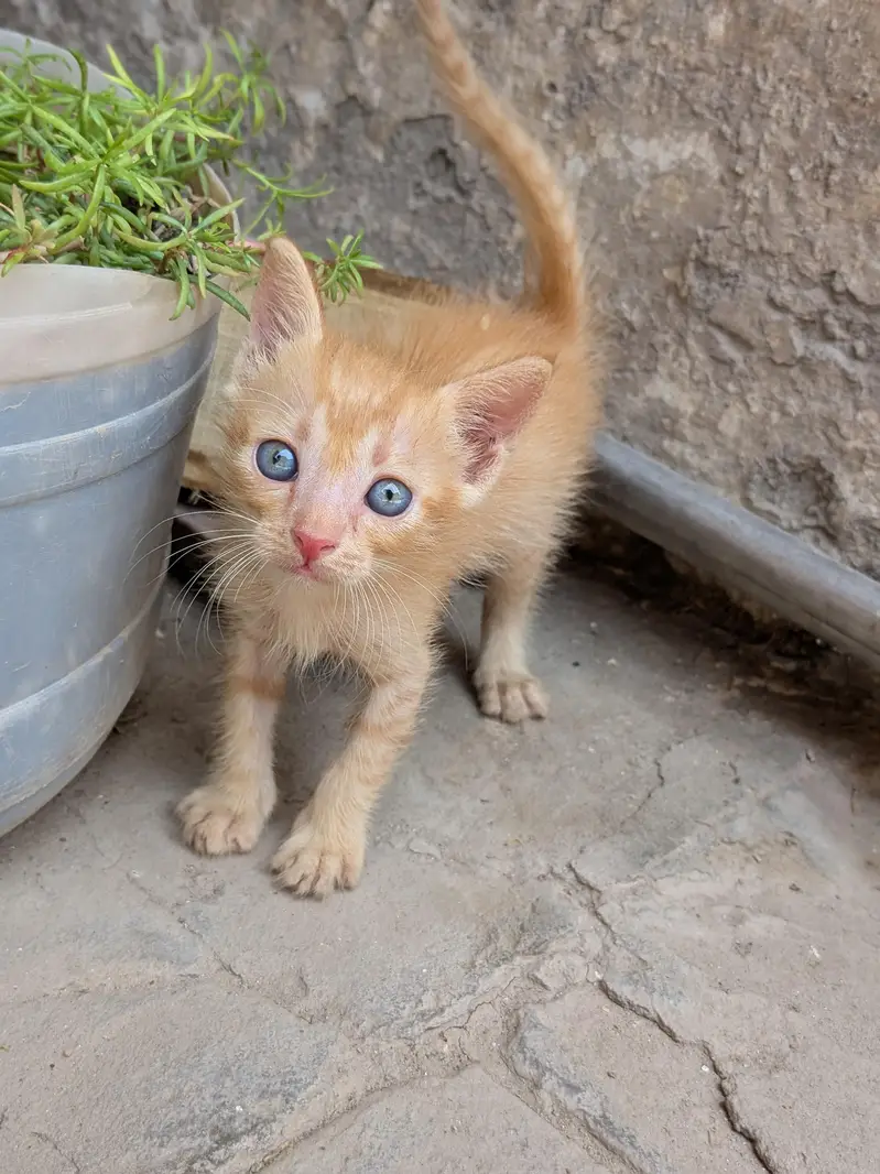 Persian kitten — photo 2