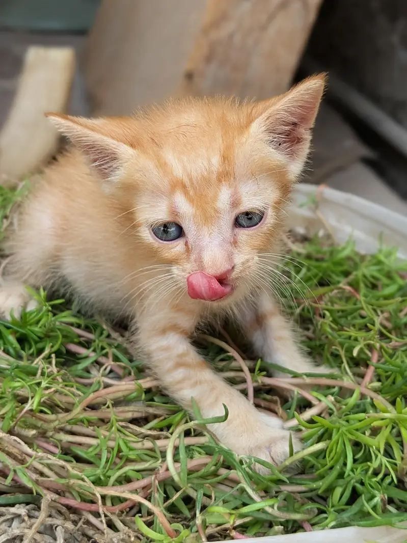 Persian kitten — photo 3