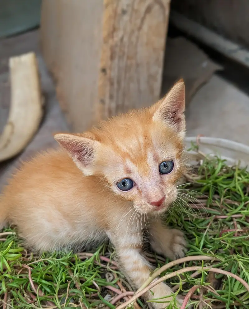 Persian kitten — photo 4