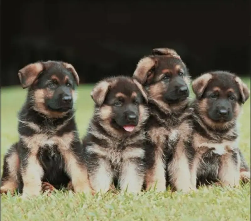GSD Male Female pupies available — photo 3
