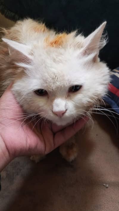 white persion cat