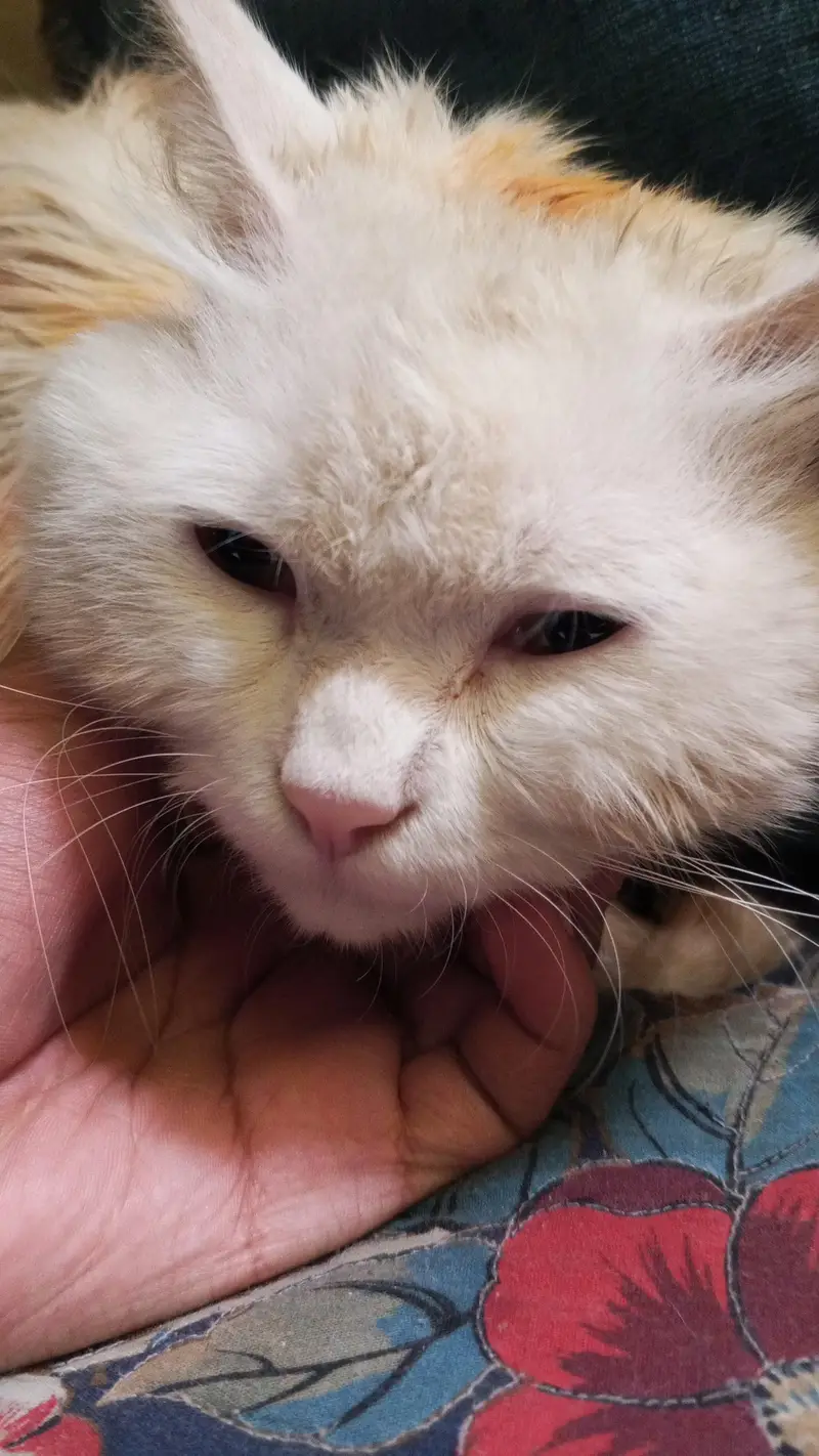 white persion cat — photo 2
