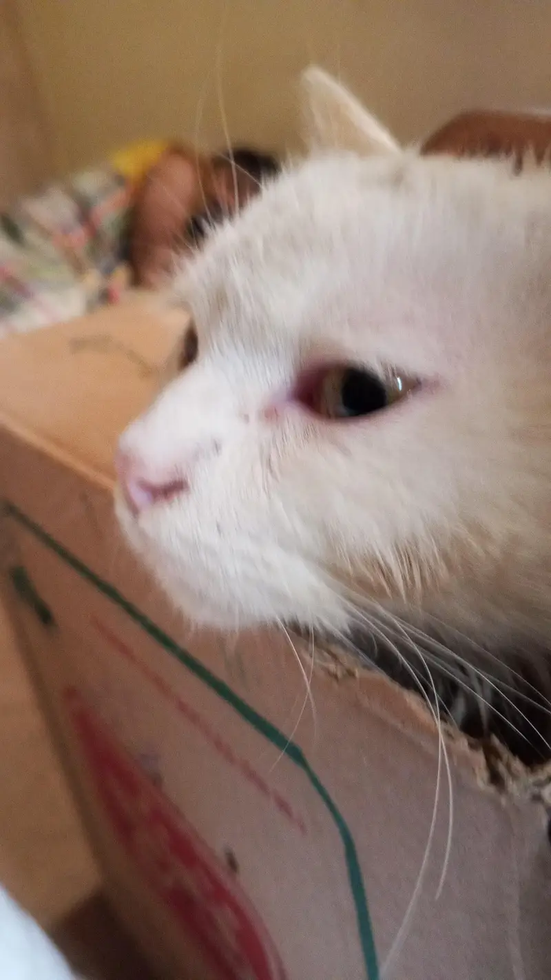 white persion cat — photo 3