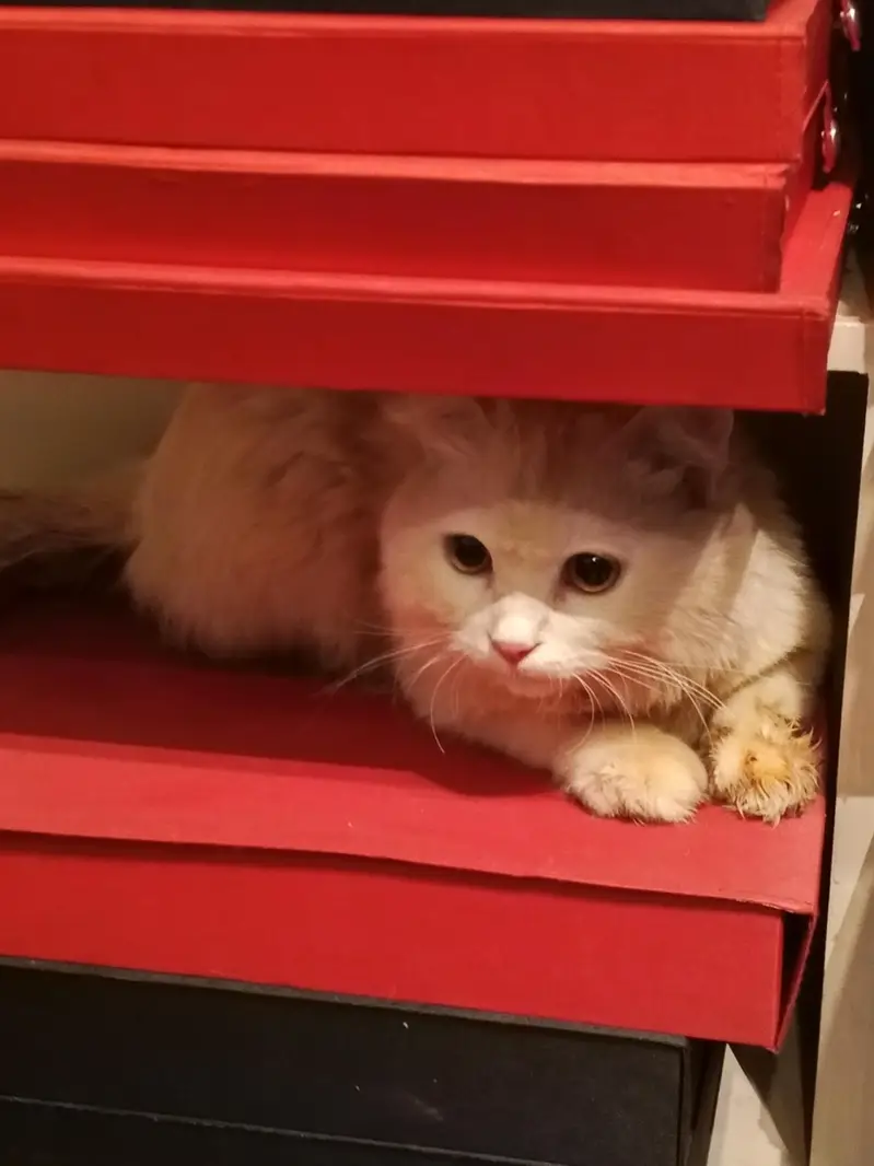white persion cat — photo 4
