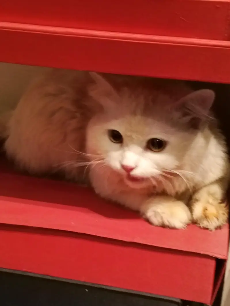 white persion cat — photo 5