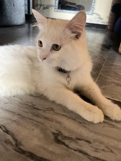 Persian cat
