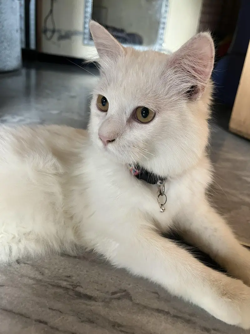 Persian cat — photo 2