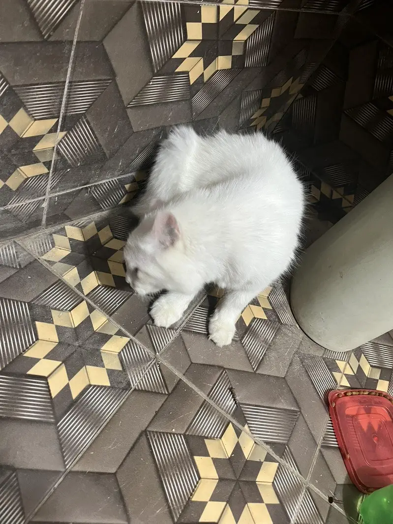 Persian cat — photo 3