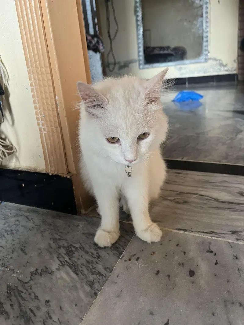 Persian cat — photo 4