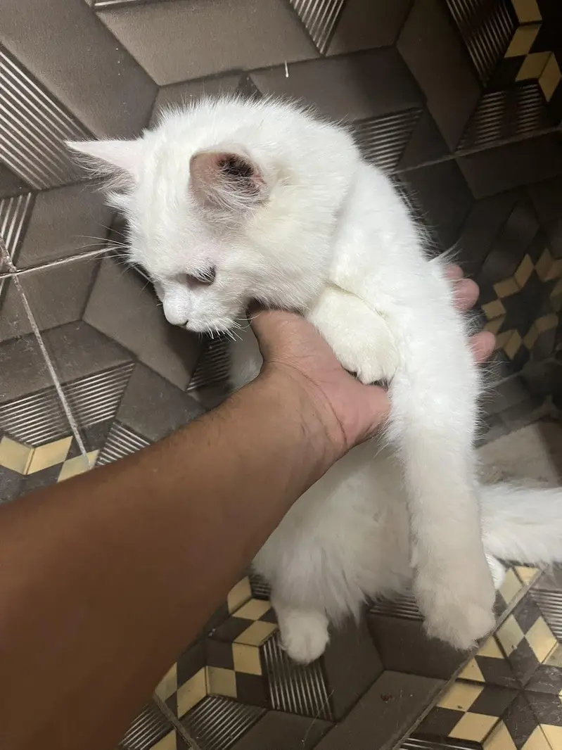 Persian cat — photo 5