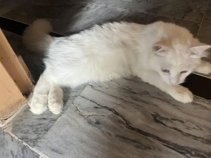 Persian cat — photo 6