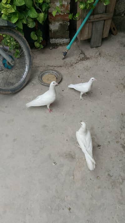 urgent sale