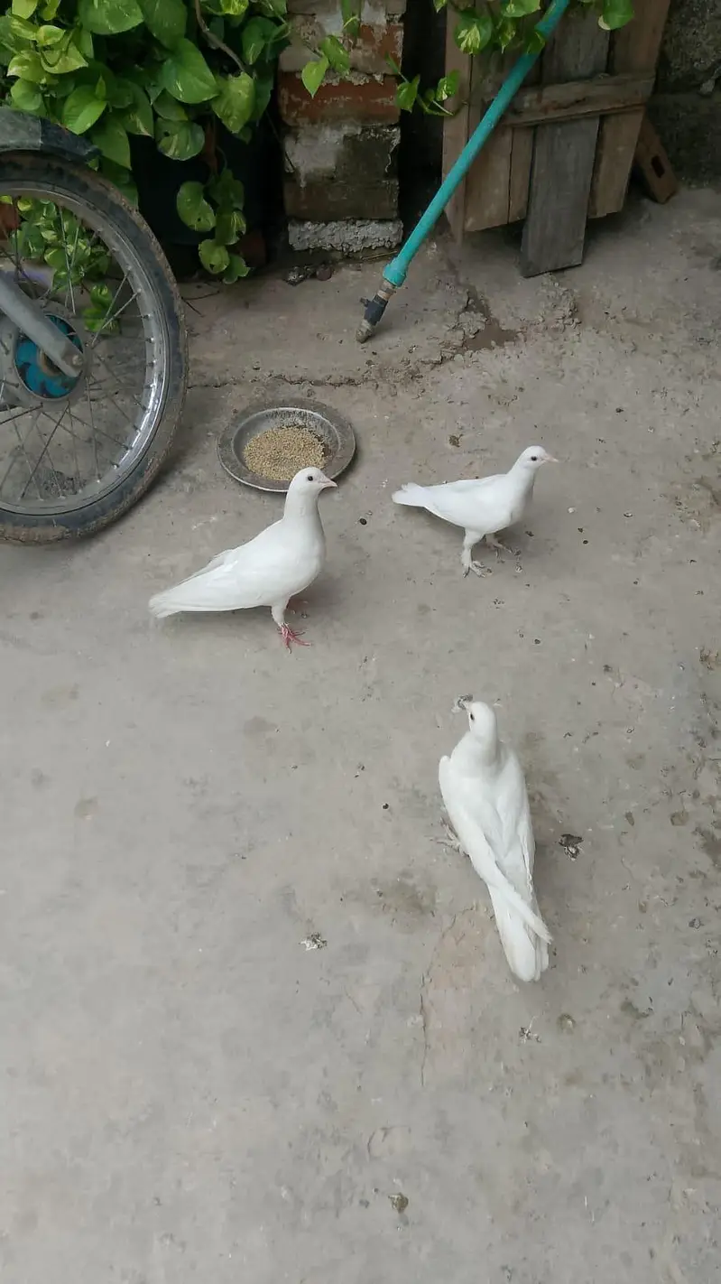 urgent sale