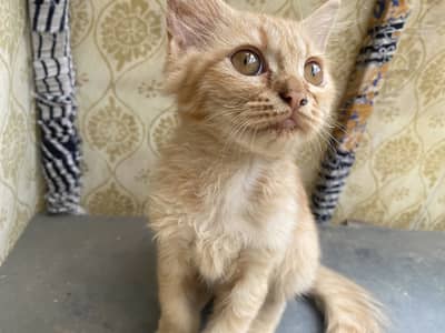 Pair of 5-Month-Old Persian Cats for Sale – Friendly & Playful