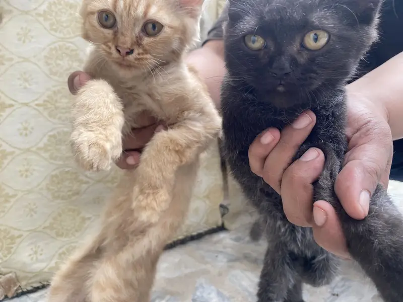 Pair of 5-Month-Old Persian Cats for Sale – Friendly & Playful — photo 2