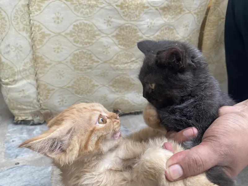 Pair of 5-Month-Old Persian Cats for Sale – Friendly & Playful — photo 3