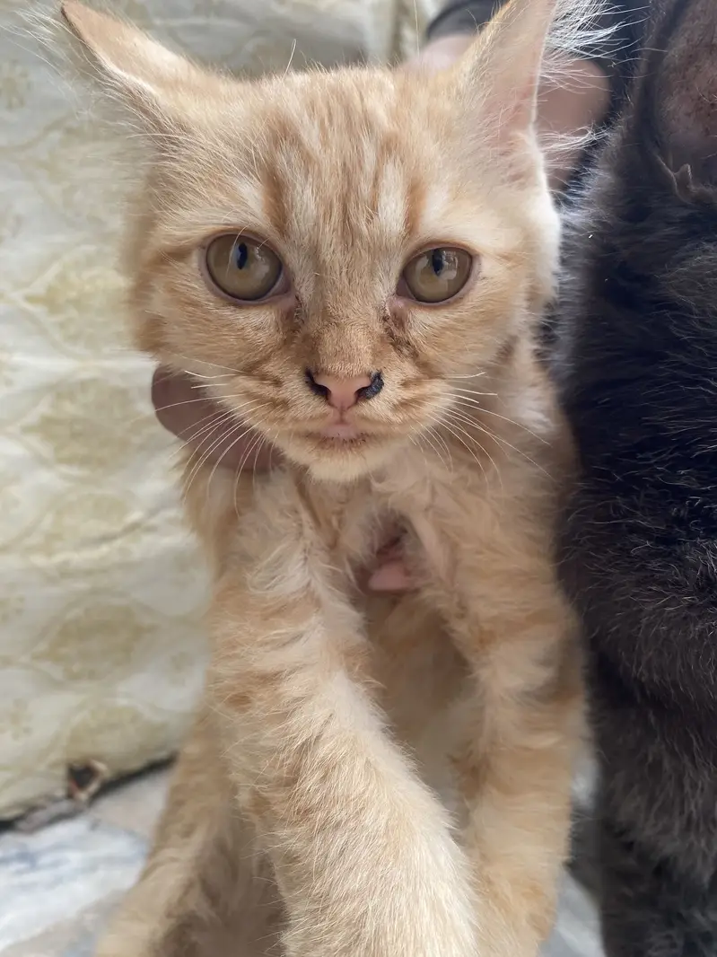 Pair of 5-Month-Old Persian Cats for Sale – Friendly & Playful — photo 4
