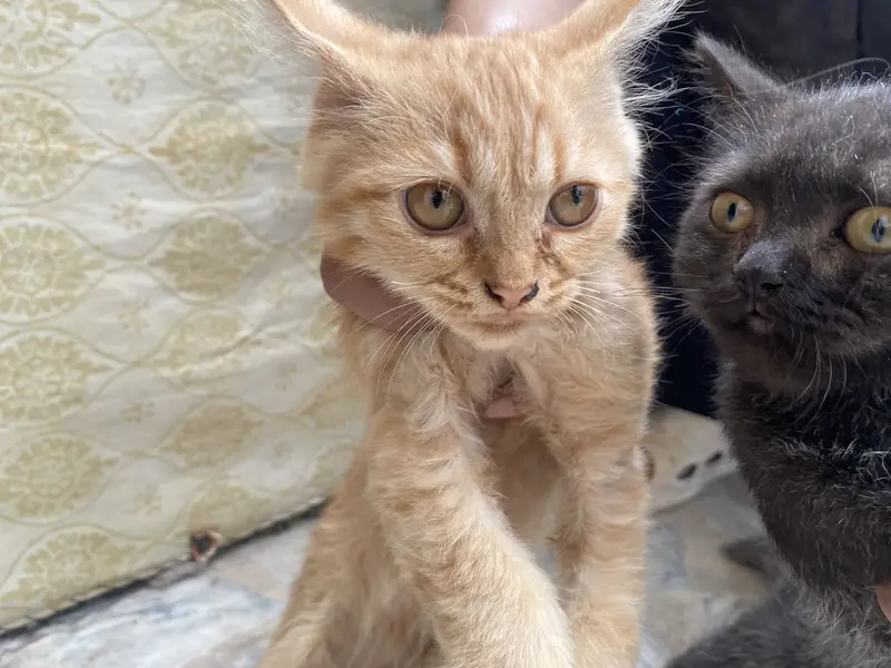 Pair of 5-Month-Old Persian Cats for Sale – Friendly & Playful — photo 5
