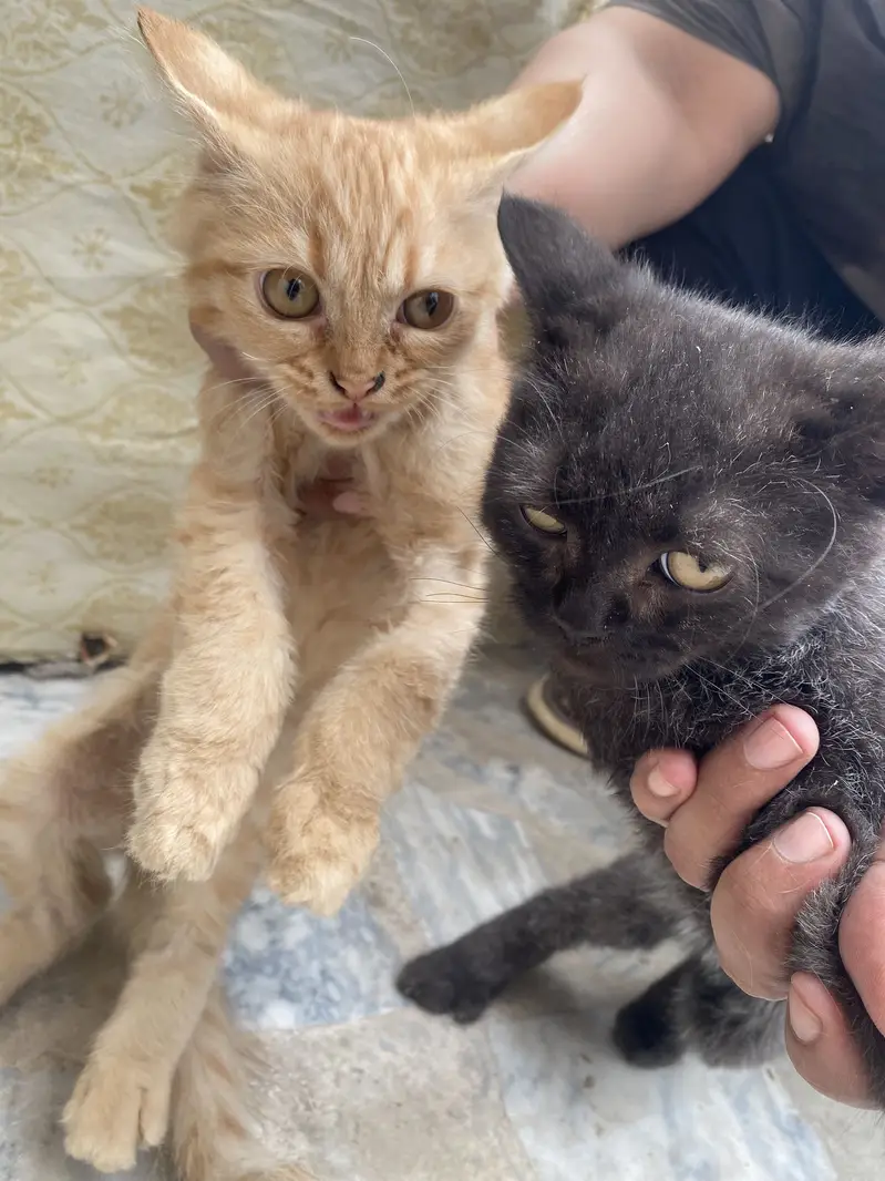 Pair of 5-Month-Old Persian Cats for Sale – Friendly & Playful — photo 6