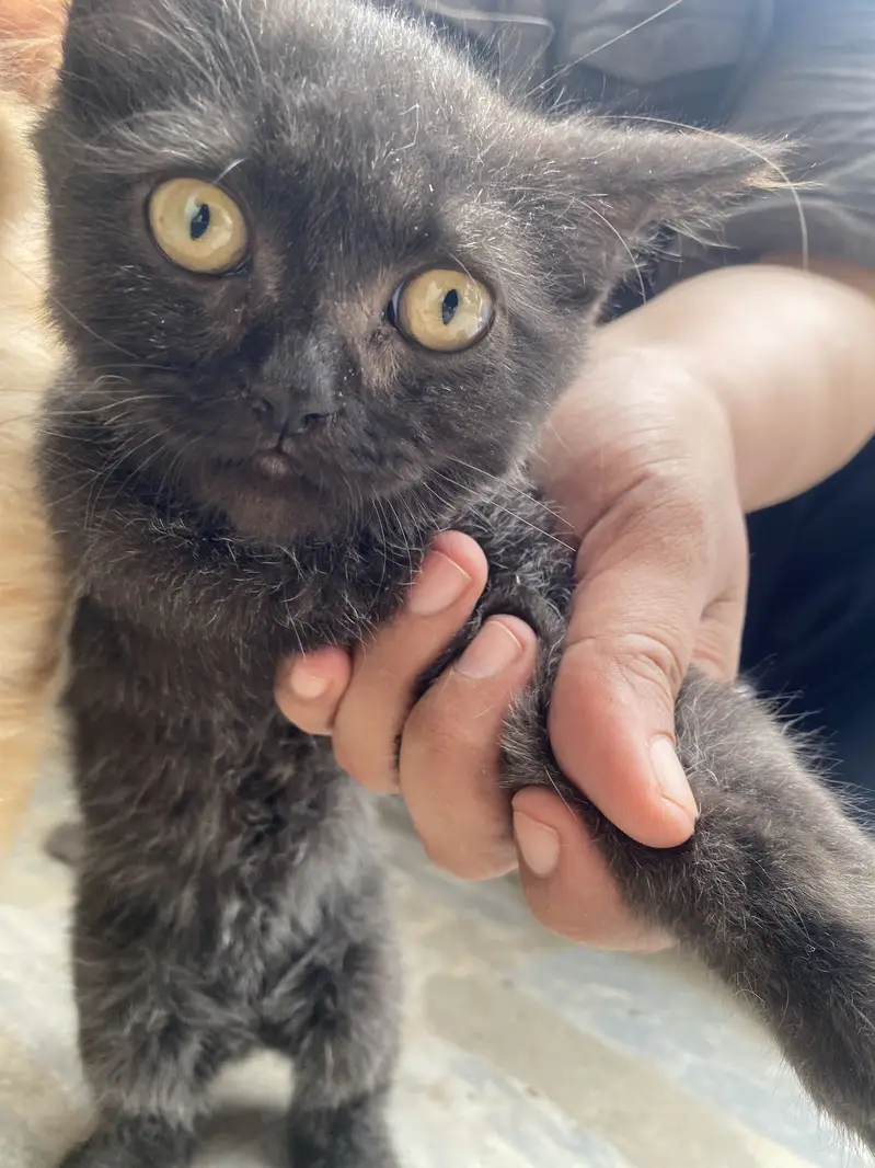 Pair of 5-Month-Old Persian Cats for Sale – Friendly & Playful — photo 7
